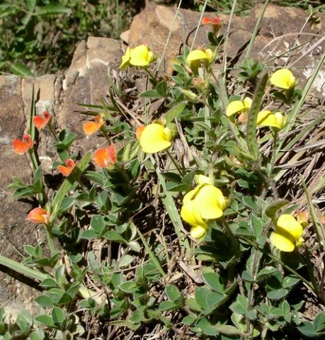 Leobordea divaricata yellow and brown flowers